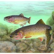 Cutthroat trout artwork