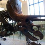 Triceratops dinosaur fossil skeleton