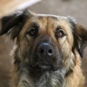 Scully; a rescued dog