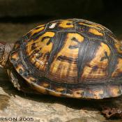 Eastern box turtle (Terrapene carolina)