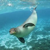 Hawaiian monk seal