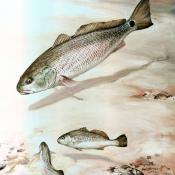 Channel bass illustration (Sciaenops ocellatus)