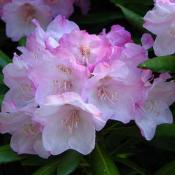 Coast rhododendron flowers