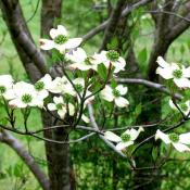 American dogwood flowering