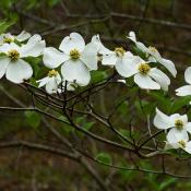 Dogwood flowers (Cornus florida)