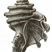 Illustration of Ecphora gardnerae fossil shell