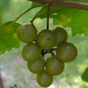 Scuppernong grapes