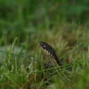 Garter snake; a fine portrait of the state reptile of Virginia and Massachusetts