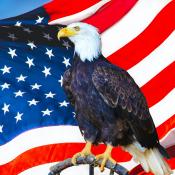  A bald eagle on an American flag