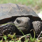Gopher tortoise