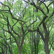 American elm trees