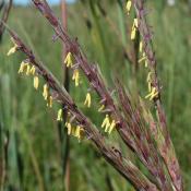Big bluestem prairie grass (Adropogon gerardii)