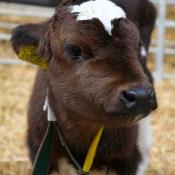 Holstein dairy cow calf