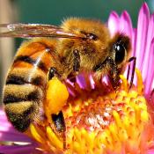 Honeybee on aster flower