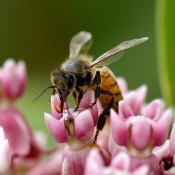 Honey bee on milkweed flowers