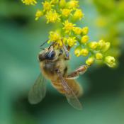 Honeybee on goldenrod