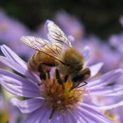 Honeybee on smooth aster