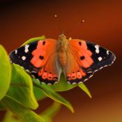 Kamehameha butterfly (Vanessa tameamea)