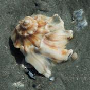 Knobbed whelk seashell