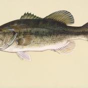 Largemouth bass illustration