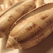 Lettered olive shells (Oliva sayana)