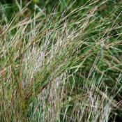 Little bluestem grasses