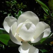 Magnolia blossom (Magnolia grandiflora)