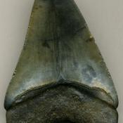 Megalodon fossil shark tooth