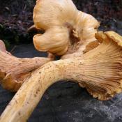 Pacific golden chanterelle mushroom
