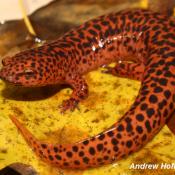 Northern red salamander