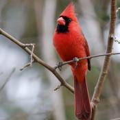Northern cardinal (male)