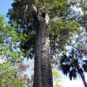 Oldest bald cypress tree in the world