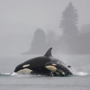 Mother orca whale with calf; state marine mammal of Washington state