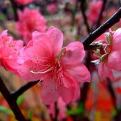 Peach blossoms - the state flower of Delaware