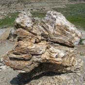 Petrified wood in the petrified forest; Teddy Roosevelt National Park, North Dakota