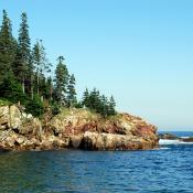 Pine trees on the Maine coast at Acadia National Park, Bar Harbor, Maine