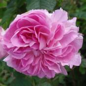 Lokelani - Damask rose, Rosa damascena