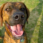 Plott hound