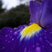 Purple Iris flower