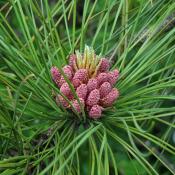 Red pine (Pinus resinosa) pollen cones