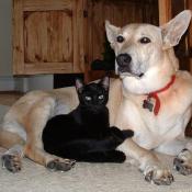 Dog and cat buddies