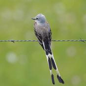 Scissor-tailed flycatcher perched on barbed wire