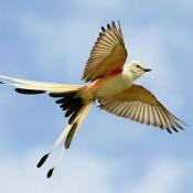 Scissor-tailed flycatcher in flight