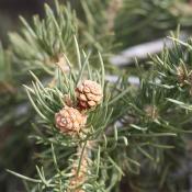 Single-leaf pinyon pine