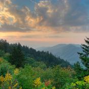 Pine trees in Great Smoky Mountains National Park, North Carolina