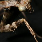 Carolina mantid (praying mantis)