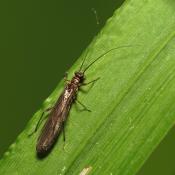 Stonefly (order Plecoptera)