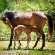 Thoroughbred mare with foal