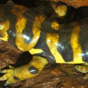 Eastern tiger salamander: Ambystoma tigrinum