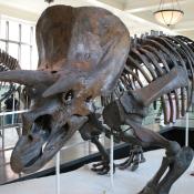 Triceratops fossil skeleton at the American Museum of Natural History in NYC 